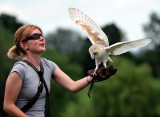 Barn Owl