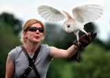 Barn Owl