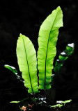 Harts-tongue Fern