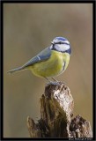 Blue Tit.jpg