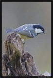 Coal Tit.jpg