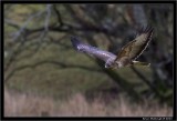 Buzzard.jpg