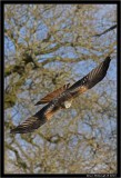 Red Kite