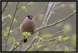 Bullfinch F 1.jpg