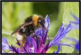 Bee Corn flower.jpg