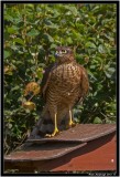 sparrowhawk2pb.jpg