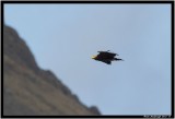 White Tailed Eagle