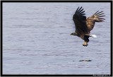 White Tailed Eagle.jpg