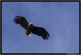 White Tailed Eagle 4.jpg