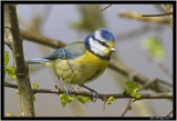 Blue Tit.jpg