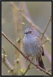 Dunnock.jpg