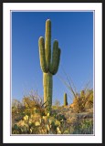 Southwest: Saguaro