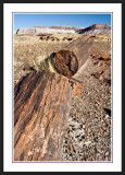 Petrified Forest National Park