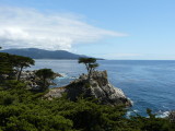 The Lone Cypress