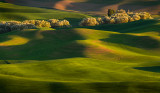 Sunlit tree line