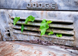 Dodge Truck