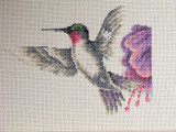 Hummingbird - 62 hours
