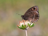 Grote Saterzandoog - Great Sooty Satyr - Satyrus ferula