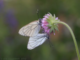 Groot Geaderd Witje - Black-veined White - Aporia crataegi