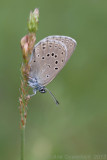 Berggentiaanblauwtje - Mountain Alcon Blue - Maculinea rebeli