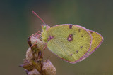 Oranje Luzernevlinder - Clouded Yellow - Collas croceus