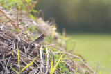 Dwerggors - Little Bunting - Emberiza pusilla