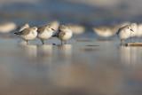 Drieteenstrandloper - Sanderling - Calidris alba