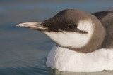 Zeekoet - Common Murre (Guillemot) - Uria aalge