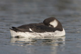 Zeekoet - Common Murre (Guillemot) - Uria aalge