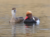 Krooneend - Red-crested Pochard - Netta rufina