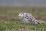 Sneeuwuil - Snowy Owl - Bubo scandiacus
