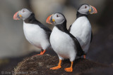 Papegaaiduiker - Atlantic Puffin - Fratercula arctica