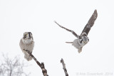 Sperweruil - Northern Hawk Owl - Surnia ulula