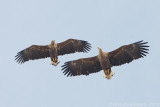 Zeearend - White-tailed Eagle - Haliaeetus albicilla