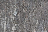Sperweruil - Northern Hawk Owl - Surnia ulula