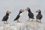 Papegaaiduiker - Atlantic Puffin - Fratercula arctica