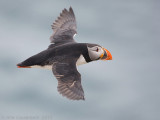 Papegaaiduiker - Atlantic Puffin - Fratercula arctica