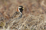 IJsgors - Lapland Bunting - Calcarius lapponicus