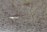 Breedbekstrandloper - Broad-billed Sandpiper - Limicola falcinellus