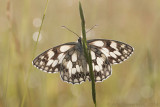 Dambordje - Marbled White - Melanargia galathea