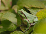 Boomkikker - European Tree Frog - Hyla arborea