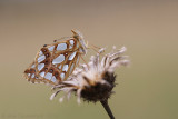Kleine Parelmoervlinder - Queen of Spain Fritillary - Issoria lathonia
