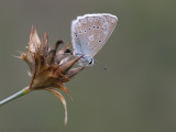 Getand Blauwtje - Meleagers Blue - Meleageria daphnis