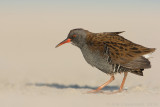 Waterral - Water Rail - Rallus aquaticus