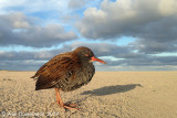 Waterral - Water Rail - Rallus aquaticus