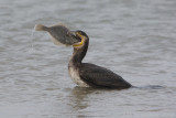 Aalscholver - Great Cormorant - Phalacrocorax carbo