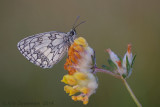 Dambordje - Marbled White - Melanargia galathea