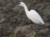 Kleine Zilverreiger -Little Egret - Egretta garzetta