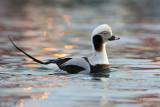 IJseend - Long-tailed Duck - Clangula hyemalis