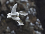 Drieteenmeeuw - Black-legged Kittiwake - Rissa tridactyla